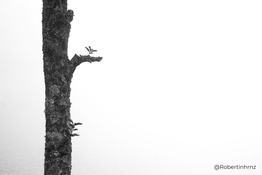 Tronco de un árbol con un fondo lleno de niebla que impide la vista.
