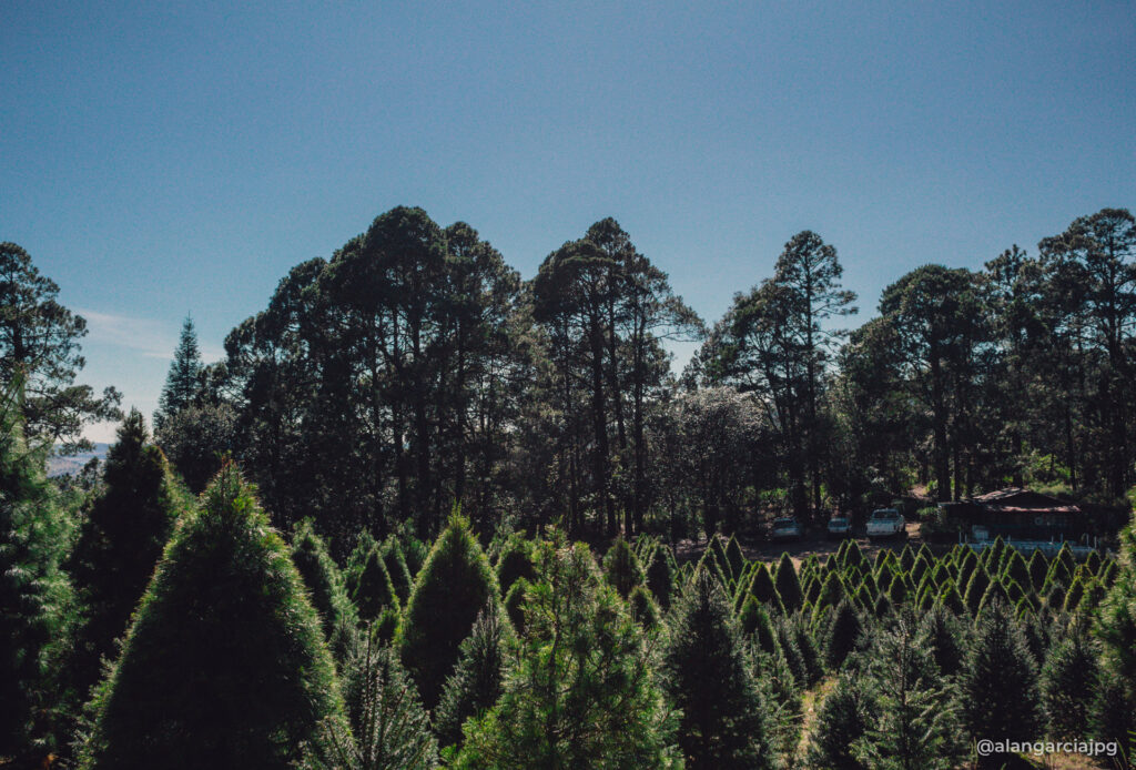 Bosque de árboles navideños en Acopinalco del Peñón, Tlaxco, Tlaxcala.