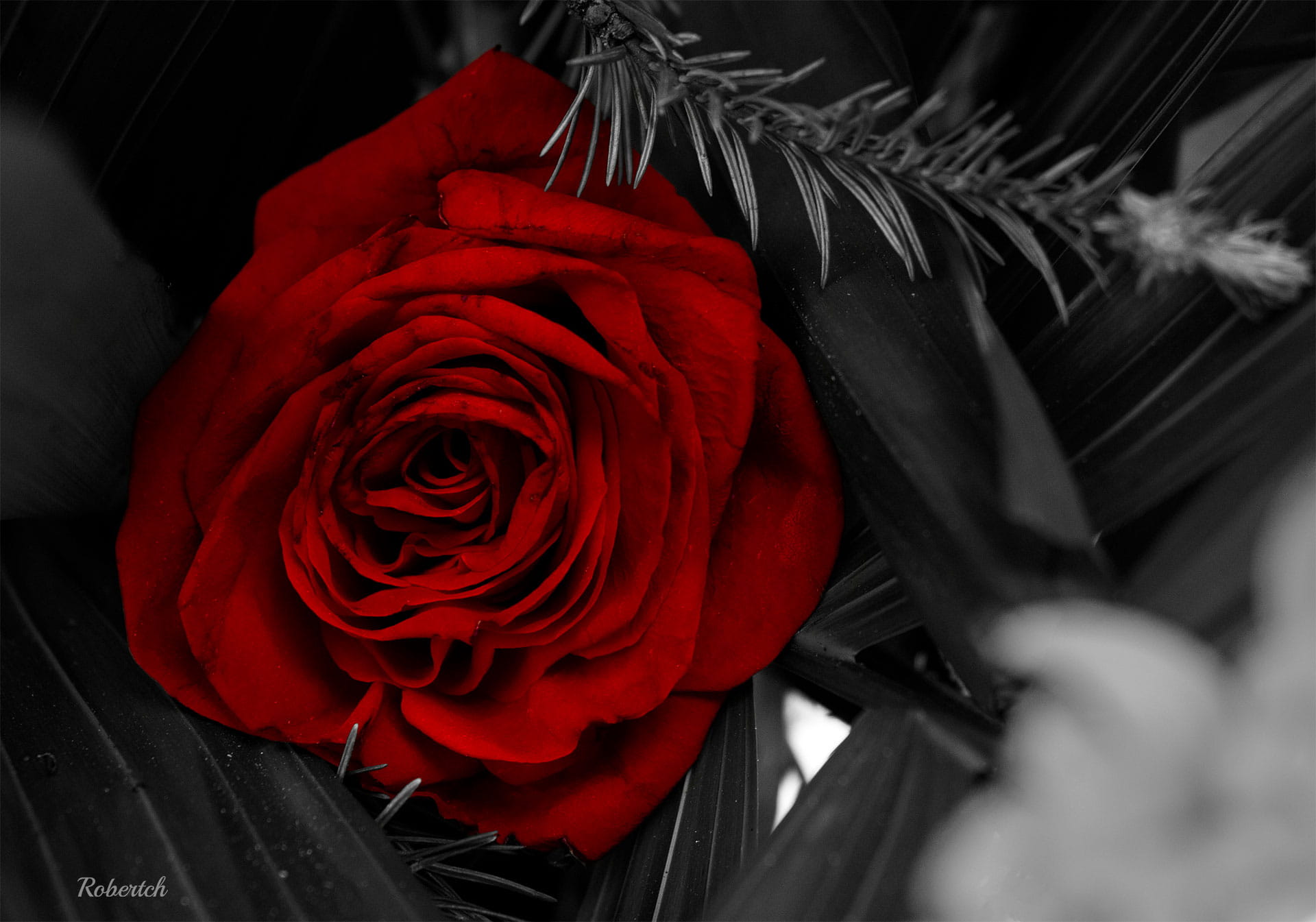 Rosa roja natural