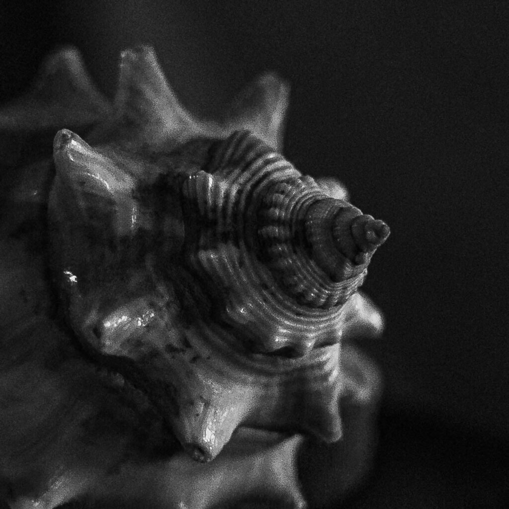 Extreme close-up shot de un caracol marino.