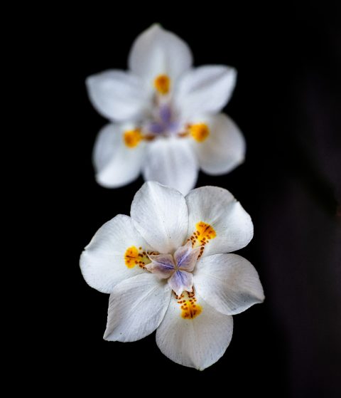 Dietes iridioides