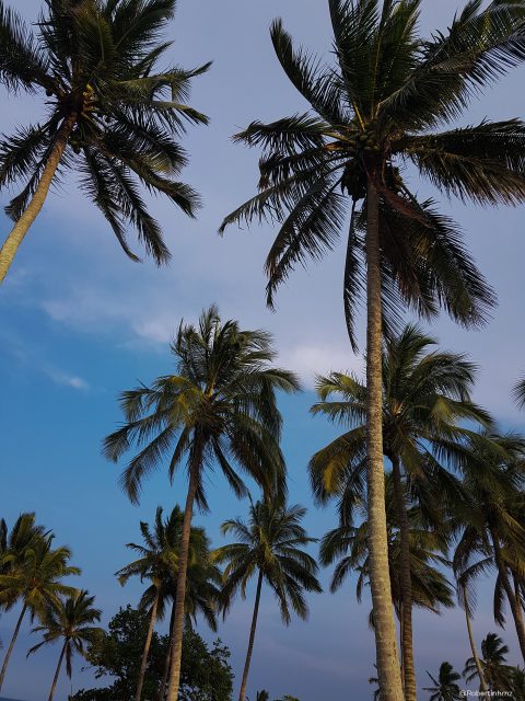Palmeras en Chaparrales, la playa desconocida de Veracruz