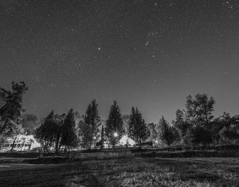 Bosque en la oscuridad.
